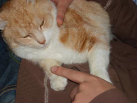        oO Canel Oo           The Little CaT !!! Ce n'est parce qu'il miaule comme une tantouse qu'il en ait une ! 